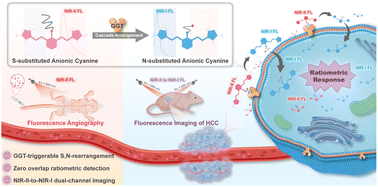 Yuページ Debut of enzyme-responsive anionic cyanine for overlap-free NIR-II