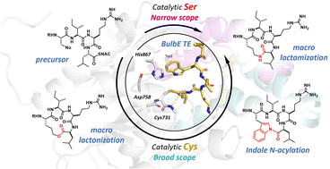 Enzymatic peptide macrocyclization via indole-N-acylation