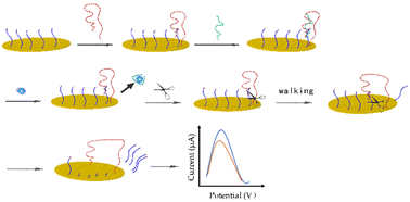 DNA walker coupled with nicking endonuclease for sensitive