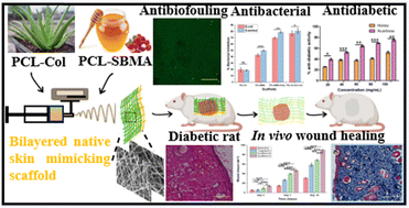 Exploring the potential of an Aloe vera and honey extract loaded bi-layered  nanofibrous scaffold of PCL-Col and PCL-SBMA mimicking the skin  architecture for the treatment of diabetic wounds - Journal of Materials