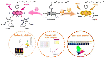 Fluorescent discrimination of cysteine, homocysteine, and glutathione in  urine samples using a novel seleno-BODIPY probe
