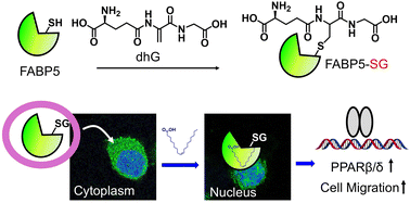 belo glutathione injection Mitochondrial Glutathione: Regulation and Functions