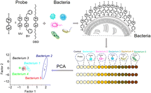 A viologen-based optical sensor array for discriminating bacteria ...