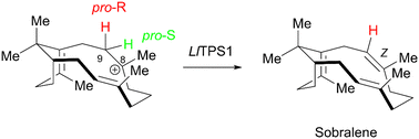 Stereoselective deprotonation installs an unusual Z-8,9 double
