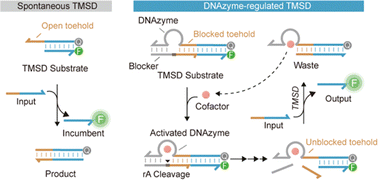 DNAzyme-based kinetic regulators enable stimulus-responsive and