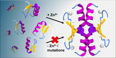 Zinc-mediated multimerization of the N-terminal CCHC zinc finger domain ...
