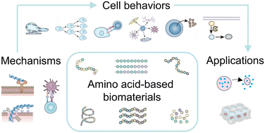 Amino acid-based biomaterials for modulation of cell behaviors: from mechanisms to biomedical applications