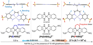 Contrasting effects of ethylene and propylene linkers on the kinetic  stability of water-soluble near-infrared-absorbing diradical-PtII complexes  - Dalton Transactions (RSC Publishing)