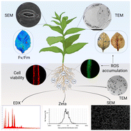Silver nanoparticles mitigated cadmium toxicity in tobacco by modulating  biochemical, cellular and genetic responses