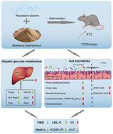 Study on the efficacy and mechanism of resistant dextrin combined with ...
