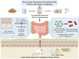Study on the preparation of postbiotic elements by fermentation of wheat by-products and their role in improving constipation