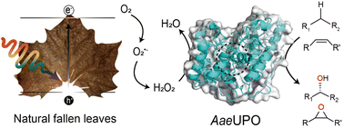 Fallen-leaf-sensitized biosolar oxygenation of hydrocarbons - Green ...