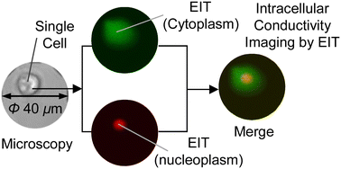 Electrical impedance tomography (EIT)-based intracellular conductivity ...