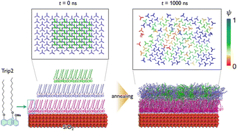Molecular dynamics insights into orientation and hexagonal