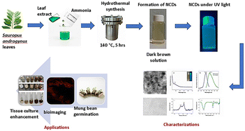 Eco-friendly nitrogen-doped carbon dots from Sauropus androgynus leaf extract: a sustainable tool for mung bean germination, bioimaging and tissue culture enhancement