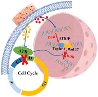 Injectable thermosensitive hydrogel co-loading with ATRi and doxorubicin for the treatment of triple-negative breast cancer