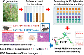 Novel prolyl endopeptidase inhibitor from Myricaria germanica alleviates steatohepatitis