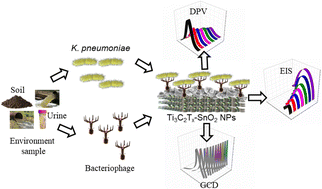 Polypyrrole functionalized (Ti3C2Tx–SnO2 NPs) nanocomposite-based hybrid capacitive electrode for electrochemical detection of Klebsiella pneumoniae