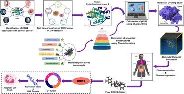 Multi-omics pan-cancer profiling of CDK2 and in silico identification of plant-derived inhibitors using machine learning approaches