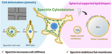 Non-erythrocyte spectrin network preferentially stabilizes flat