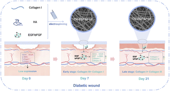 Electrospun collagen/hyaluronic acid dressing co-loaded with EGF and bFGF for enhanced diabetic wound healing