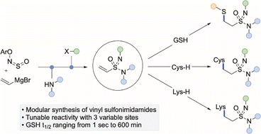 Synthesis and functionalization of vinyl sulfonimidamides and