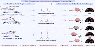 THRUST: translesion synthesis-driven hierarchical regulation using a template-activator construct for Cas12a activity