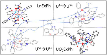 Multiple oxidation states of uranium stabilized by an O,N,O-ligand