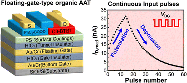Reconfigurable artificial synapses with an organic antiambipolar