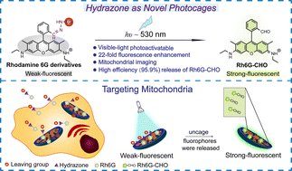 Novel hydrazone-based photoactivatable fluorescent probes with ultra-high photo-degradation efficiencies and their application in dynamic mitochondrial targeted bioimaging