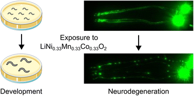 Lithium nickel manganese cobalt oxide particles cause