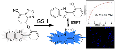 Visualizing glutathione levels in adipose tissue: a CBD aryl ether  thiolysis-activated ESIPT probe for obesity research
