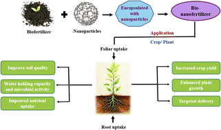 Bio-Nanofertilizers: Next-Gen Soil Health for Sustainable Farms