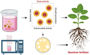 Mineral-doped quantum fertilizers: boron-doped carbon dots promote sustainable agriculture and bacterial disease management