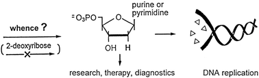 Graphical abstract: Deoxyribonucleotides: the unusual chemistry and biochemistry of DNA precursors