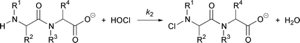 Graphical abstract: Intracellular oxidation of dipeptides. Very fast halogenation of the amino-terminal residue