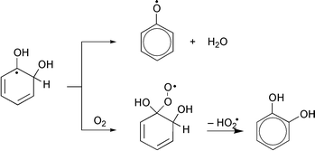 Graphical abstract: Reactions of phenol-OH-adduct radicals. Phenoxyl radical formation by water elimination vs. oxidation by dioxygen