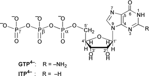 Graphical abstract: Acid–base properties of the 5′-triphosphates of guanosine and inosine (GTP4− and ITP4−) and of several related nucleobase derivatives