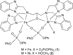 Graphical abstract: The first iron(III)–nickel(II) heterodinuclear complex containing both terminal and bridged phosphato ligands relevant to structural core models for dimetalloenzymes