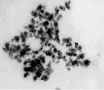 Graphical abstract: Preparation of CdS nanoparticles using the cadmium(II) complex of N,N′-bis(thiocarbamoyl)hydrazine as a simple single-source precursor