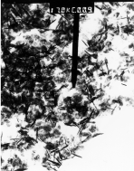 Graphical abstract: Stabilization of ScO(OH) dispersions in aqueous-alcoholic media by aminosilanes. Solution routes to scandia coatings