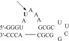 Graphical abstract: The cleavage of phosphodiester bonds within small RNA bulges in the presence and absence of metal ion catalysts [ ]