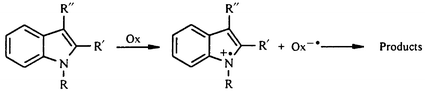 Graphical abstract: Radical intermediates in the peroxidation of indoles