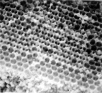 Graphical abstract: Fabrication of macroporous cadmium sulfide with three-dimensional structure by solvothermal synthesis