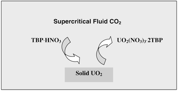 Graphical abstract: Dissolution of uranium dioxide in supercritical fluid carbon dioxide