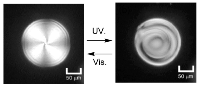 Graphical abstract: Photoinduced pitch changes in chiral nematic liquid crystals formed by doping with chiral diarylethene