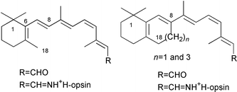 Graphical abstract: Retinoids and related compounds. Part 26.1 Synthesis of (11Z)-8,18-propano- and methano-retinals and conformational study of the rhodopsin chromophore