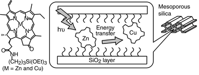 Graphical abstract: Immobilization of chlorophyll derivatives into mesoporous silica and energy transfer between the chromophores in mesopores
