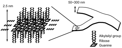 Graphical abstract: Mesoscopic-scale sheet-like assembly: critical role of inter-tape hydrogen bonds in the organogel formation and gel–liquid crystal transition of an alkylsilylated deoxyguanosine–dodecane system