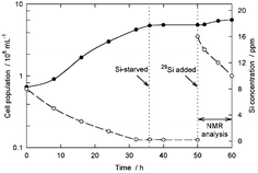 Graphical abstract: Silicon-29 NMR evidence of a transient hexavalent silicon complex in the diatom Navicula pelliculosa